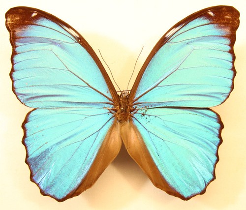 Morpho spec aus peru - morpho,