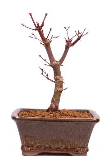 Bonsai acer palmatum - bonsai,