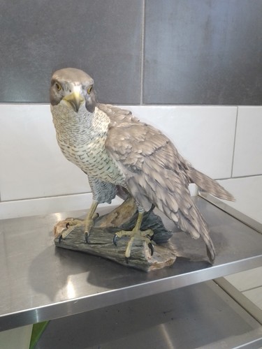 Habicht goshawk ak - habicht,, kaiser