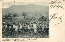 Ak Ceylon Sri Lanka, Tee-Pflücker - 4519972