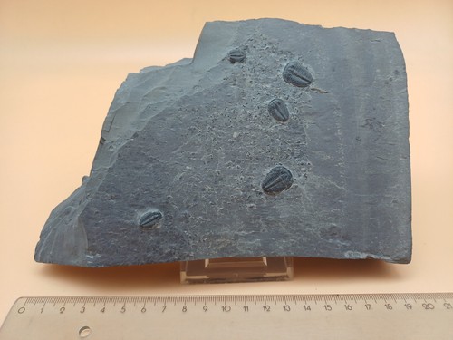 Multiplatte trilobiten - multiplatte,
