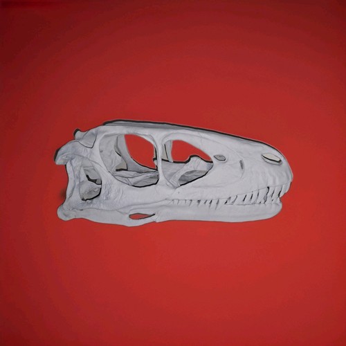 Deinonychus schädel jurassic - deinonychus,