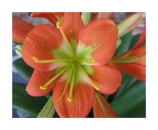 1x Clivia miniata Jackpot Bronze Garten Blumen Pflanzen - Samen / Bulbs B966