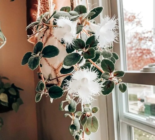 Lace flower episcia - lace, bewurzelte