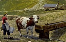 Ak Kuh an der Tränke, Bauer mit Milcheimer und Melkschemel,... - 4240606
