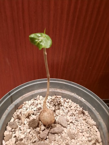 Ficus palmeri mit austrieb - mit,