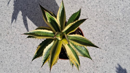 Agave lophantha quadricolor