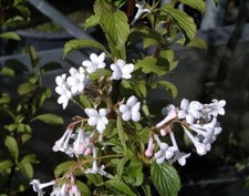 Duftschneeball - Winterschneeball - Viburnum farreri - stark duftend - 40-60cm