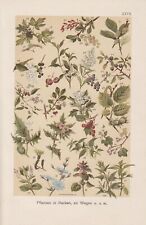 Wildpflanzen Wacholder