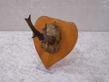 haXXTP - Rehbock Geweih Gehörn auf Holzplatte - Vintage - Jagd Trophäe