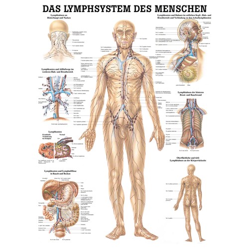 Lymphsystem mini poster - lymphsystem, mini-poster