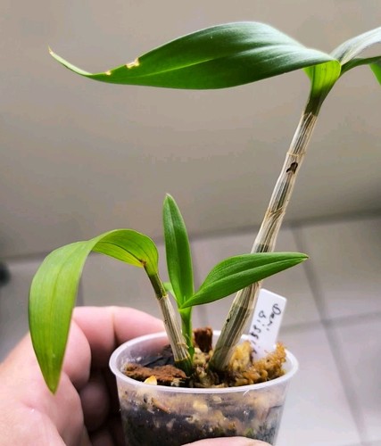 Dendrobium biggibum - ,