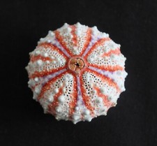 RIESIGER Tiefsee-Eigel (CM1)