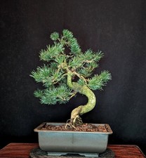 BONSAI MÄDCHENKIEFER PINUS