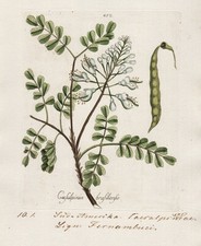 Caesalpinia brasiliensis South America Kupferstich Happe Pharmaceutica Botanica