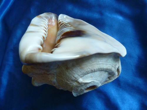 Muschelhorn cassis tuberosa - muschelhorn,