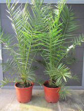 Phoenix canariensis - Kanarische Dattelpalme - Pflanzen 160-190cm bis -5°C Frost