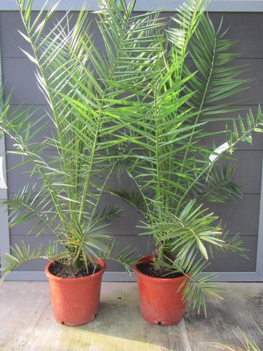 Phoenix canariensis - ,