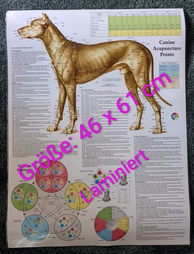 Hunde akupunktur poster dog - akupunktur,