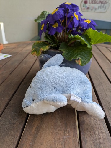 Blue nose friends delphin - my,