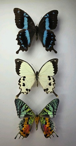 Echte schmetterling motte - echte, schmetterling/motte
