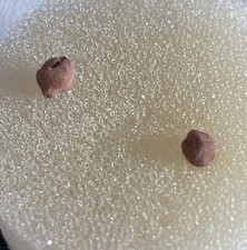 Acariaiocrinus clavulus