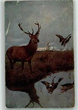 39876777 - Flugenten Hirsch TSN Serie 2019 Jagdtier