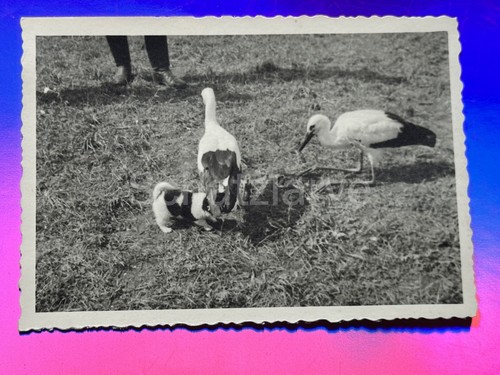Foto luftwaffe 2 - (jg, 1)