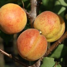 Bergeron Riesenaprikose Buschbaum saftig süße große Früchte robuste Sorte