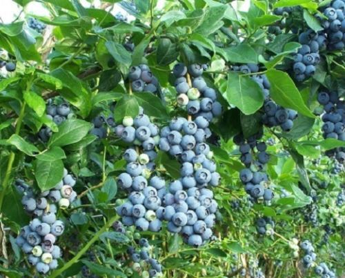 Heidelbeeren - x, /