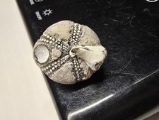 Seeigel Galerites Steinkern