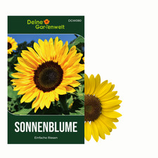 Sonnenblumen Einfache Riesen
