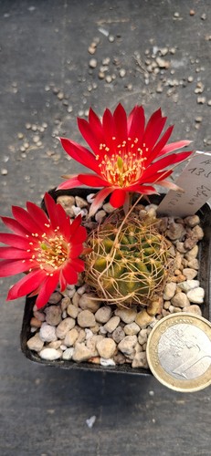 Lobivia incaica echinopsis - incaica,