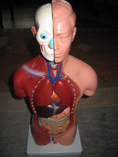 Anatomie Torso zum Zusammenstecken Körper Modell