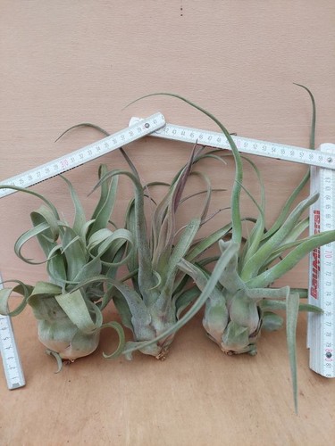 Tillandsia streptophylla xl - tillandsia,