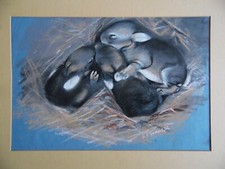 Baby Kaninchen schlafen im