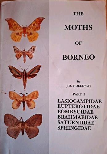 The moths borneo part - the, 3