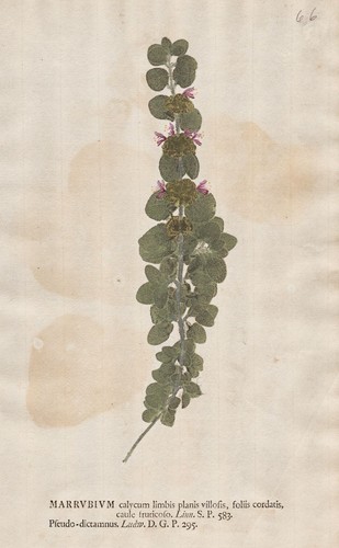Marrubium andorn horehound - andorn,