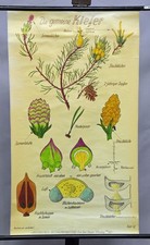 Lehrtafel Wandkarte Rollbild Poster Landhausstil Nadelbaum Gemeine Kiefer