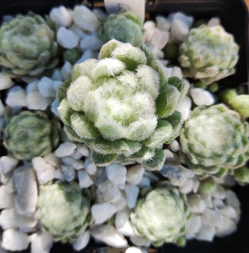 Sempervivum coconut kiss - kiss",