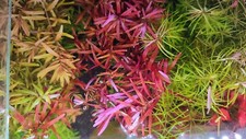 8 x Rotala Blood Red Sg Singapore Singapor Nano Cube Aquarium Aquascape