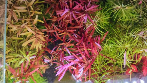 Rotala blood red sg - x,