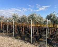 Sunny Tree - Eucalyptus gunnii