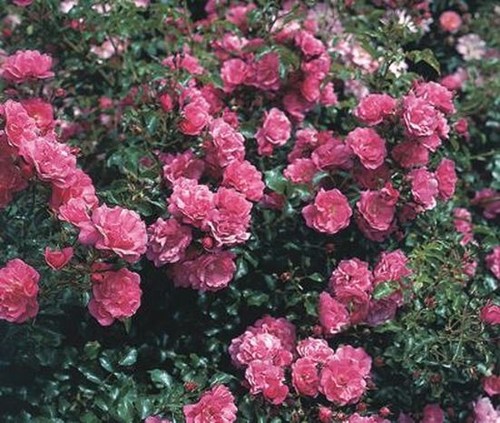 Rose heidetraum - rose,