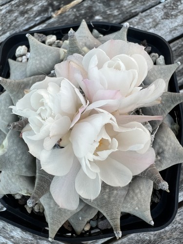 Ariocarpus retusus sb68 - ariocarpus,