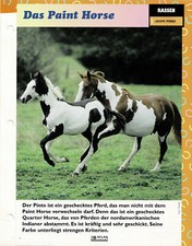 Das Paint Horse (Leichte Pferde) - Infokarte