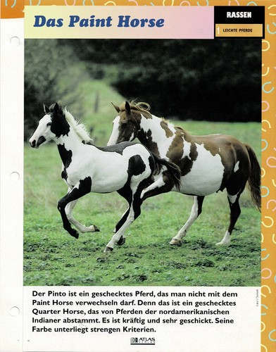 Das paint horse leichte - das,