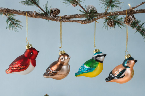 Sass belle britischer vogel - sass,