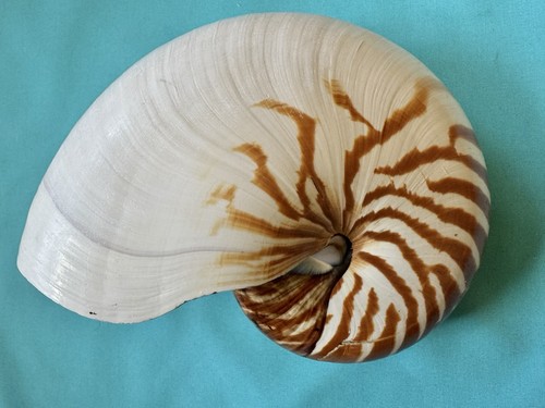 Große meeresmuschel nautilus - große,