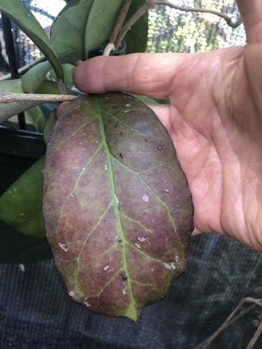 Hoya 1025 - 1025, plant)